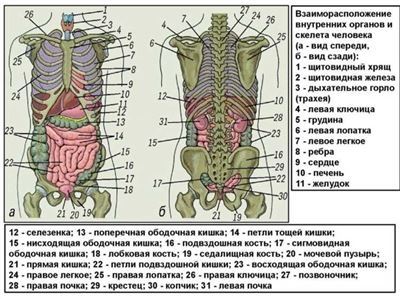 Расписание болезней для призывников: список заболеваний, освобождающих от службы в армии