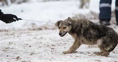 Обязательная стерилизация именно бродячих собак